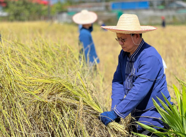 สืบสานประเพณีลงแขกเกี่ยวข้าว พารามิเตอร์รูปภาพ 8