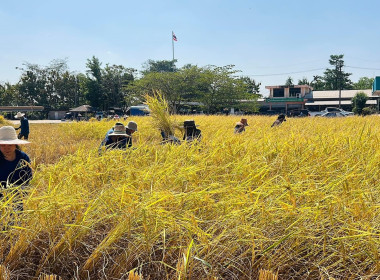 สืบสานประเพณีลงแขกเกี่ยวข้าว พารามิเตอร์รูปภาพ 6