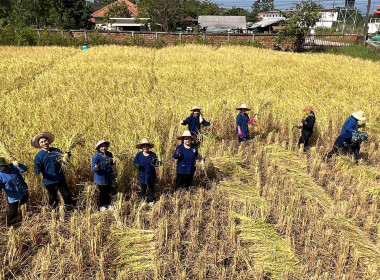 สืบสานประเพณีลงแขกเกี่ยวข้าว พารามิเตอร์รูปภาพ 7