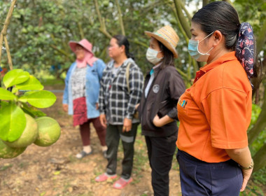 ร่วมกำหนดแนวทางการทำสื่อประชาสัมพันธ์บอกเล่าเรื่องราวผลไม้อัตลักษณ์พื้นถิ่น GI (ส้มโอบ้านแท่น) ... พารามิเตอร์รูปภาพ 6