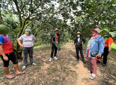 ร่วมกำหนดแนวทางการทำสื่อประชาสัมพันธ์บอกเล่าเรื่องราวผลไม้อัตลักษณ์พื้นถิ่น GI (ส้มโอบ้านแท่น) ... พารามิเตอร์รูปภาพ 7