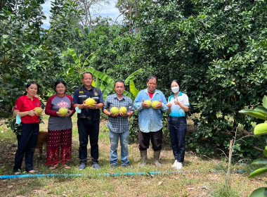 ลงพื้นที่ตรวจเยี่ยมตามโครงการระบบส่งเสริมการเกษตรแบบแปลงใหญ่ (ส้มโอ) ... พารามิเตอร์รูปภาพ 2