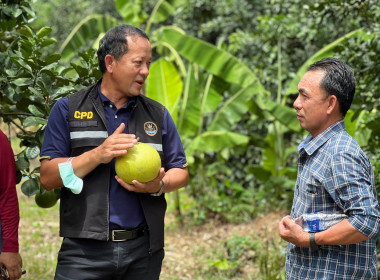 ลงพื้นที่ตรวจเยี่ยมตามโครงการระบบส่งเสริมการเกษตรแบบแปลงใหญ่ (ส้มโอ) ... พารามิเตอร์รูปภาพ 3