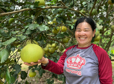 ลงพื้นที่ตรวจเยี่ยมตามโครงการระบบส่งเสริมการเกษตรแบบแปลงใหญ่ (ส้มโอ) ... พารามิเตอร์รูปภาพ 4