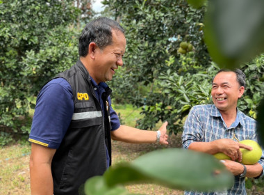 ลงพื้นที่ตรวจเยี่ยมตามโครงการระบบส่งเสริมการเกษตรแบบแปลงใหญ่ (ส้มโอ) ... พารามิเตอร์รูปภาพ 6