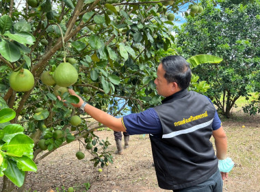 ลงพื้นที่ตรวจเยี่ยมตามโครงการระบบส่งเสริมการเกษตรแบบแปลงใหญ่ (ส้มโอ) ... พารามิเตอร์รูปภาพ 7