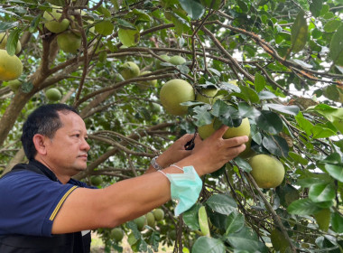 ลงพื้นที่ตรวจเยี่ยมตามโครงการระบบส่งเสริมการเกษตรแบบแปลงใหญ่ (ส้มโอ) ... พารามิเตอร์รูปภาพ 8