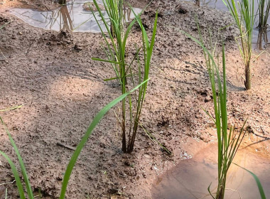 ติดตามการใช้เงินกู้ ... พารามิเตอร์รูปภาพ 12