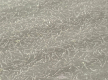 ติดตามผลการดำเนินงานโครงการส่งเสริมและพัฒนาสินค้าเกษตรอัตลักษณ์พื้นถิ่นในสถาบันเกษตรกร (หม่อนไหม) ปี 2568 ... พารามิเตอร์รูปภาพ 7