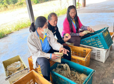 ลงพื้นที่เก็บข้อมูลการผลิตและรวบรวมมะม่วงน้ำดอกไม้ของกลุ่มสตรีบ้านโหล่น ... พารามิเตอร์รูปภาพ 5