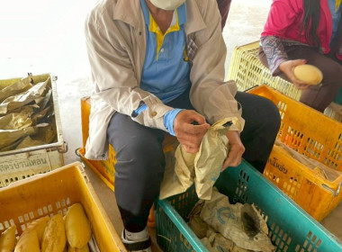 ลงพื้นที่เก็บข้อมูลการผลิตและรวบรวมมะม่วงน้ำดอกไม้ของกลุ่มสตรีบ้านโหล่น ... พารามิเตอร์รูปภาพ 6