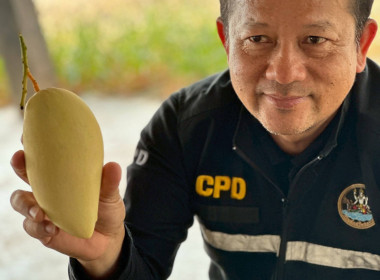 ลงพื้นที่เก็บข้อมูลการผลิตและรวบรวมมะม่วงน้ำดอกไม้ของกลุ่มสตรีบ้านโหล่น ... พารามิเตอร์รูปภาพ 8