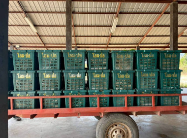 ลงพื้นที่เก็บข้อมูลการผลิตและรวบรวมมะม่วงน้ำดอกไม้ของกลุ่มสตรีบ้านโหล่น ... พารามิเตอร์รูปภาพ 9