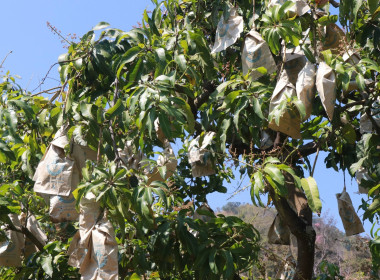 ตรวจเยี่ยมกลุ่มอาชีพ กลุ่มสตรีสหกรณ์บ้านโหล่น พารามิเตอร์รูปภาพ 9