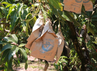 ตรวจเยี่ยมกลุ่มอาชีพ กลุ่มสตรีสหกรณ์บ้านโหล่น พารามิเตอร์รูปภาพ 10