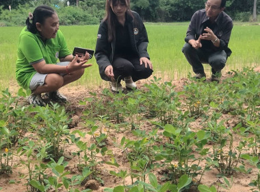 ติดตามผลการดำเนินงานการส่งเสริมและพัฒนาอาชีพของเกษตรกรที่ได้รับจัดที่ดินทำกิน ตามโครงการ คทช. (ห้วยน้ำคำ) ... พารามิเตอร์รูปภาพ 6